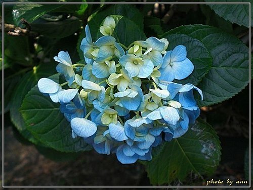 繡球花科-繡球花04.jpg