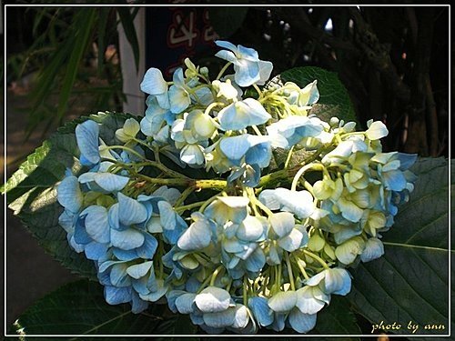 繡球花科-繡球花02.jpg