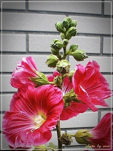 錦葵科-蜀葵02.jpg