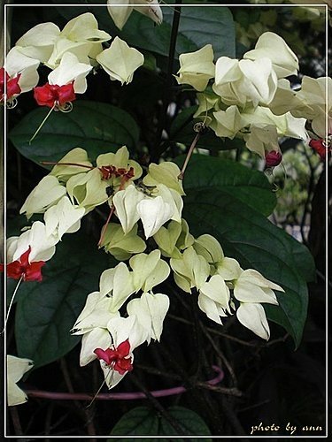 馬鞭草科-龍吐珠06.jpg