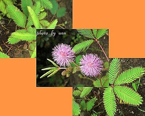 豆科-含羞草04.jpg