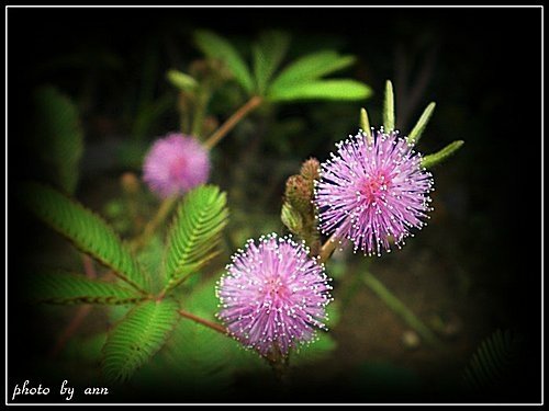 豆科-含羞草03.jpg