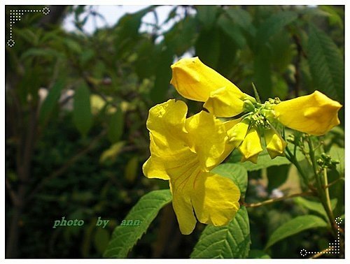紫葳科-黃鐘花12.jpg