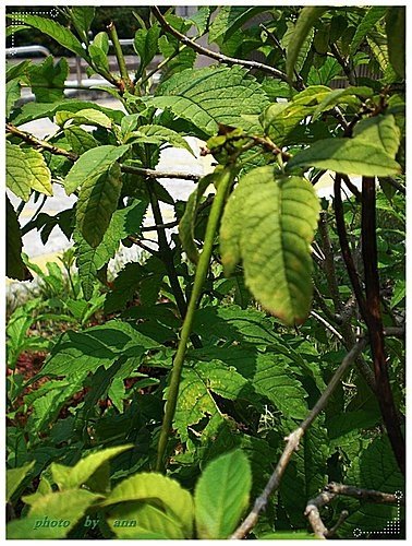 紫葳科-黃鐘花11.jpg