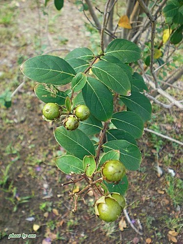 千屈菜科-紫薇13.jpg