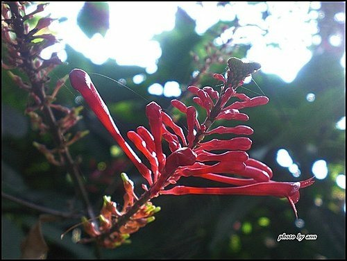 爵床科-紅樓花16.jpg