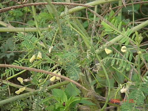 豆科-印度田菁02.jpg