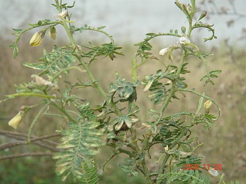 豆科-印度田菁01.jpg
