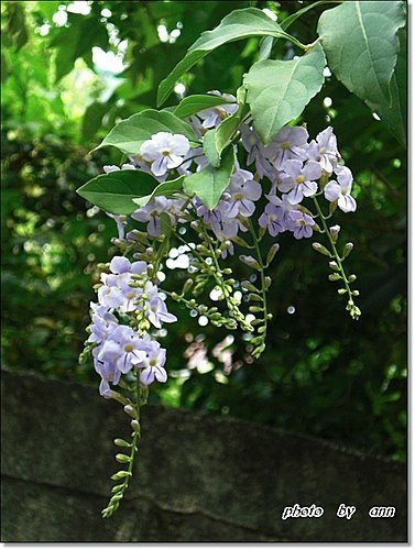 馬鞭草科-金露花01.jpg