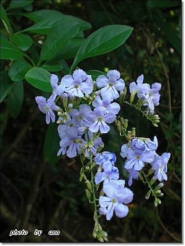 馬鞭草科-金露花03.jpg