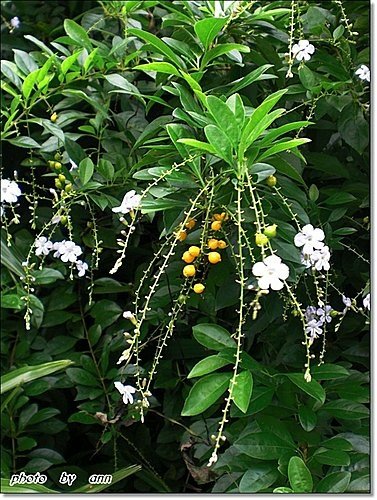 馬鞭草科-金露花04.jpg