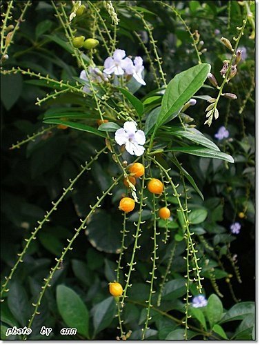 馬鞭草科-金露花06.jpg