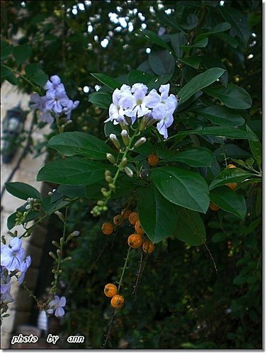 馬鞭草科-金露花07.jpg