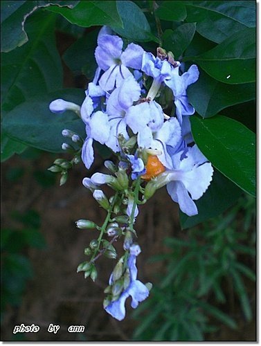馬鞭草科-金露花09.jpg