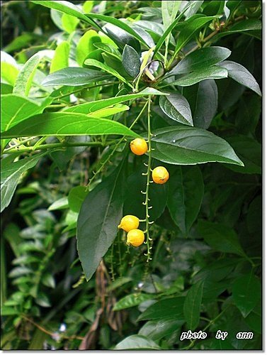 馬鞭草科-金露花10.jpg
