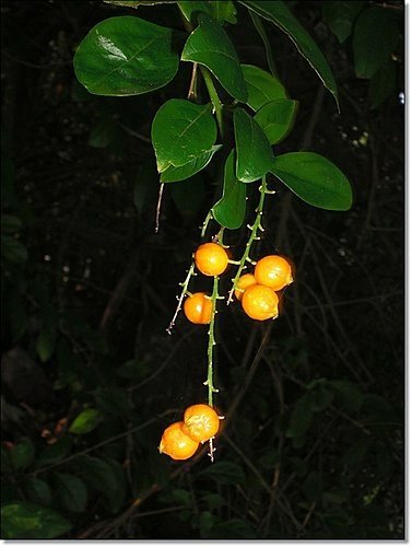 馬鞭草科-金露花12.jpg