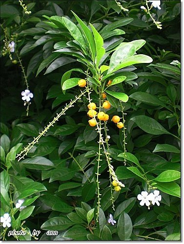 馬鞭草科-金露花05.jpg