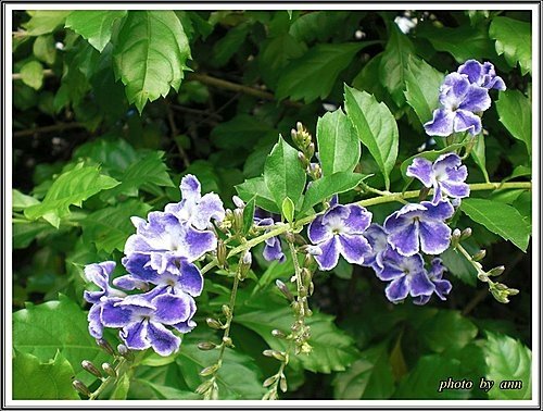 馬鞭草科-蕾絲金露花02.jpg