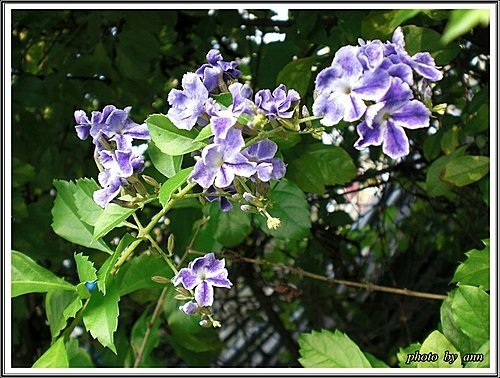 馬鞭草科-蕾絲金露花07.jpg