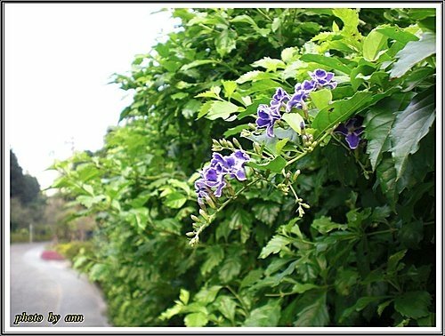 馬鞭草科-蕾絲金露花11.jpg