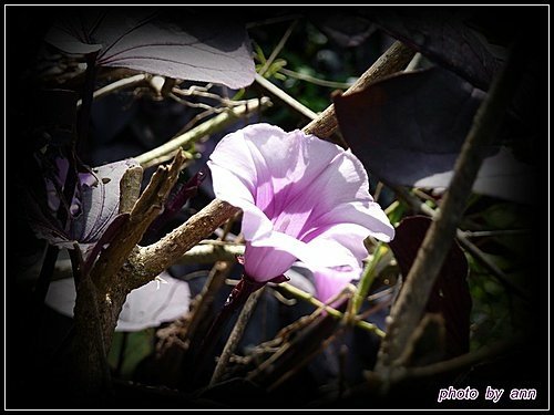 旋花科-紫葉甘藷03.jpg