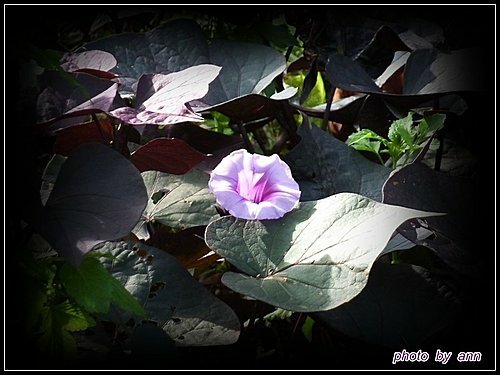 旋花科-紫葉甘藷04.jpg