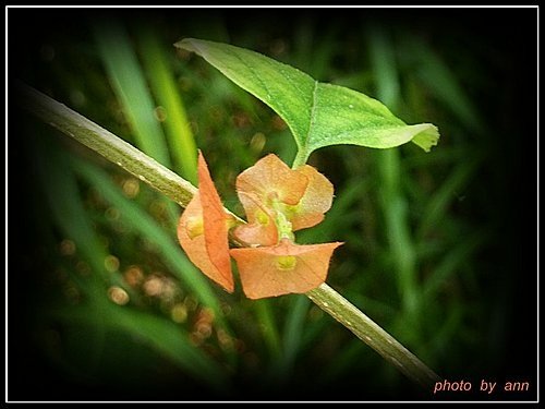 馬鞭草科-陽傘花03.jpg