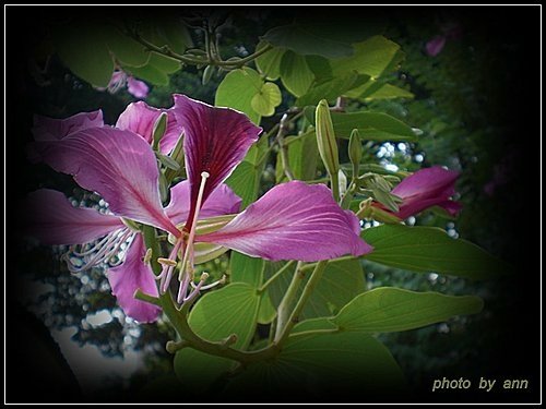 豆科-艷紫荊02.jpg