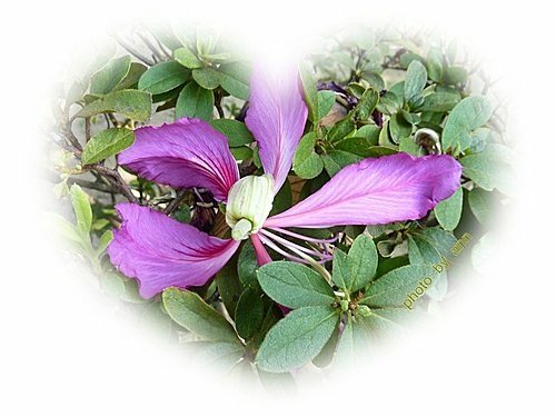 豆科-艷紫荊05.jpg