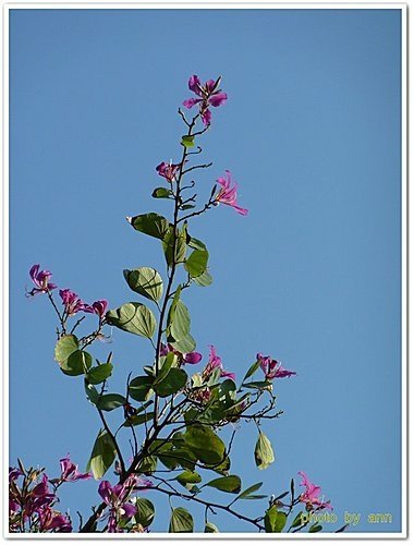 豆科-艷紫荊06.jpg