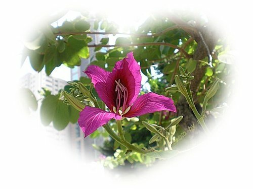 豆科-艷紫荊04.jpg