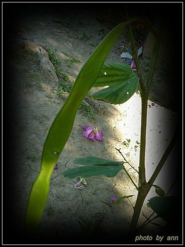 豆科-艷紫荊08.jpg