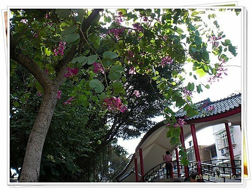 豆科-艷紫荊09.jpg
