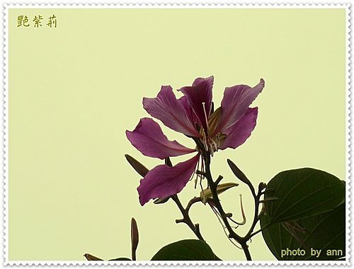 豆科-艷紫荊10.jpg
