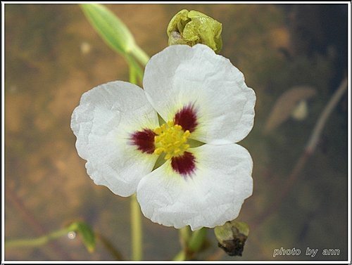 澤潟科-蒙特登慈菇(爆米花慈菇)02.jpg