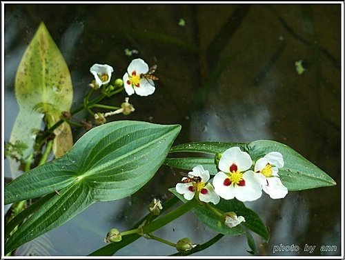 澤潟科-蒙特登慈菇(爆米花慈菇)08.jpg