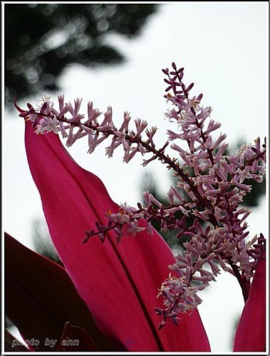 龍舌蘭科-朱蕉01.jpg