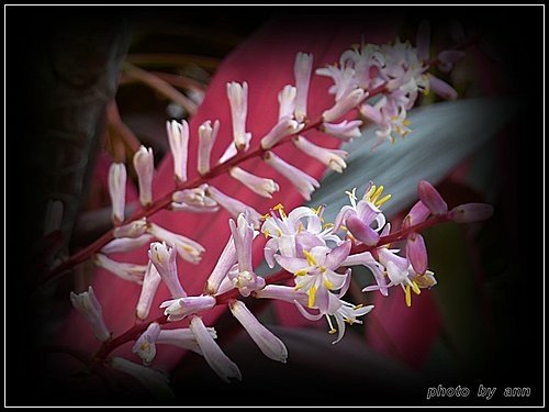 龍舌蘭科-朱蕉02.jpg