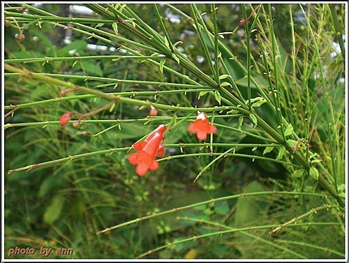 玄參科-炮竹紅08.jpg