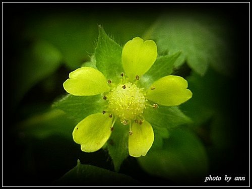 薔薇科-蛇莓(皺果)02.jpg