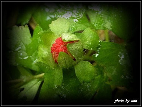薔薇科-蛇莓(皺果)03.jpg