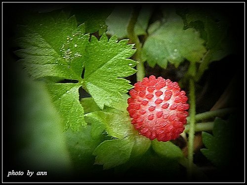 薔薇科-蛇莓(皺果)09.jpg