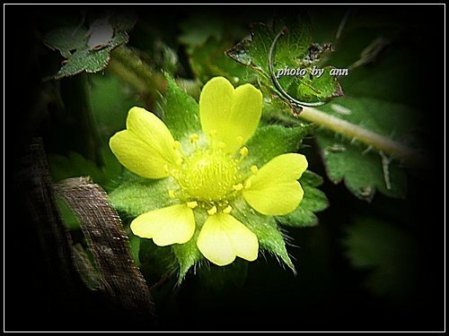 薔薇科-蛇莓(皺果)10.jpg