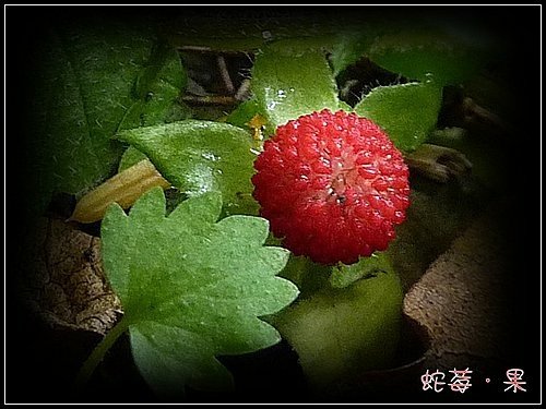 薔薇科-蛇莓(皺果)11.jpg