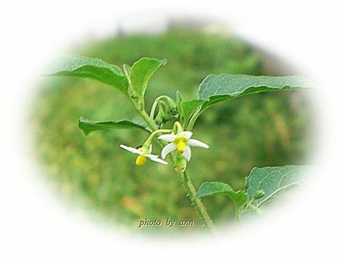 茄科-光果龍葵05.jpg