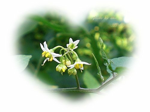 茄科-光果龍葵02.jpg