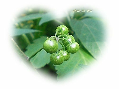 茄科-光果龍葵03.jpg