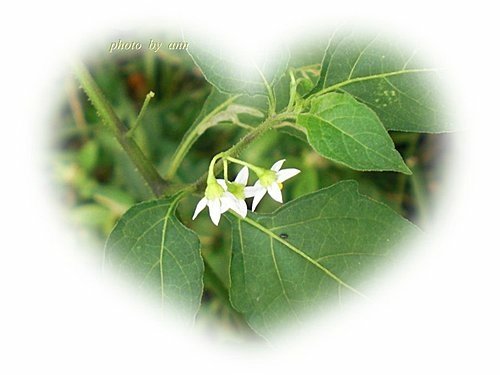 茄科-光果龍葵07.jpg