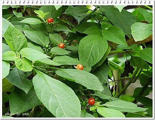 茄科-雙花龍葵01.jpg