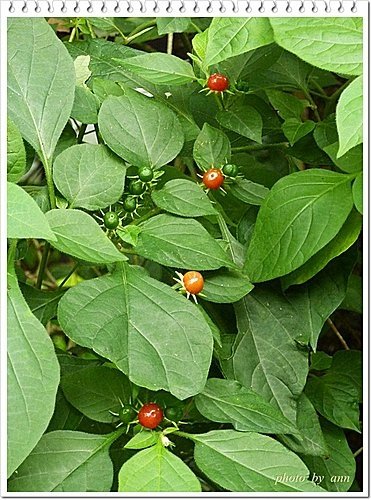 茄科-雙花龍葵06.jpg